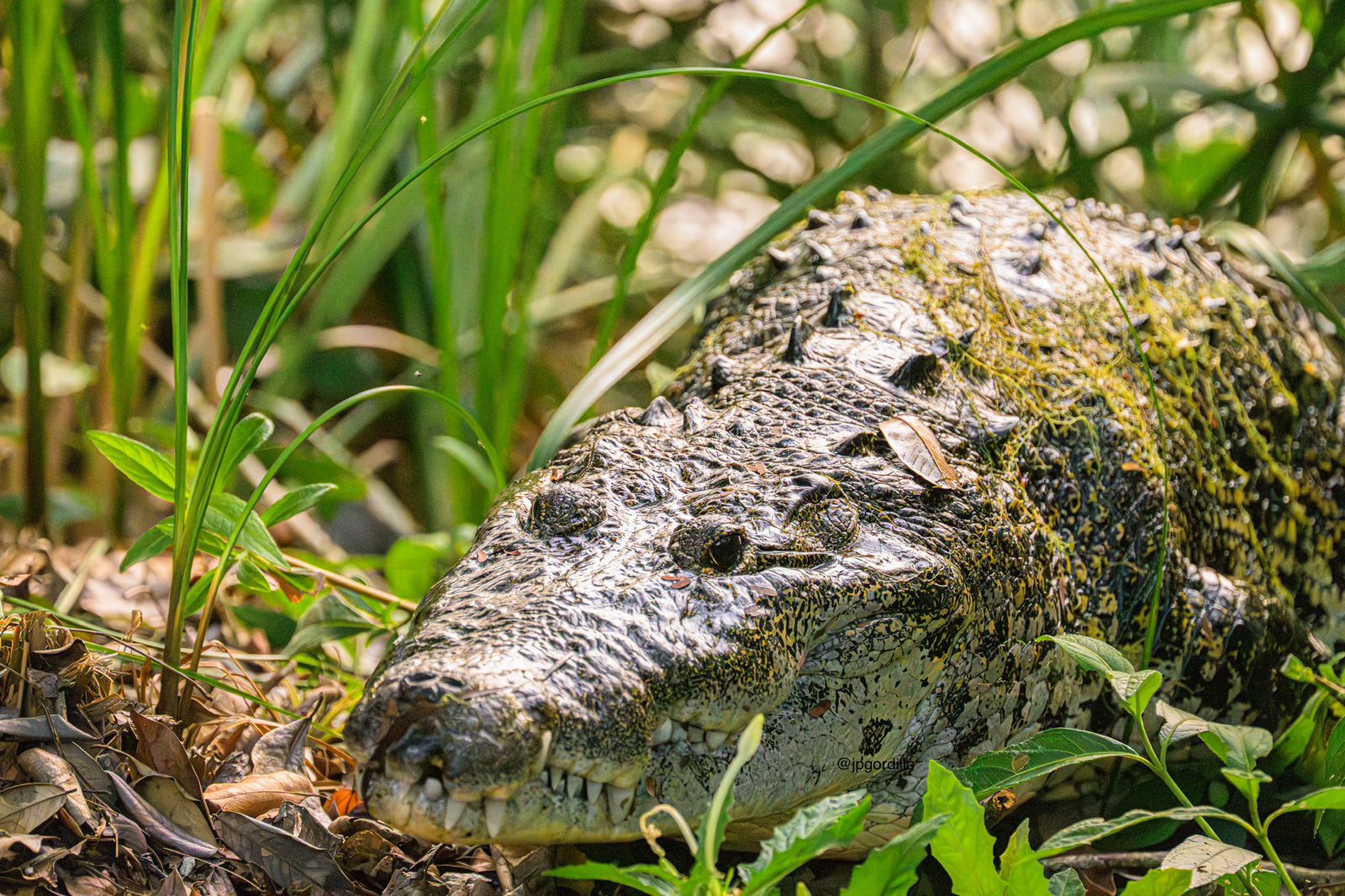 Morelet’s Crocodile