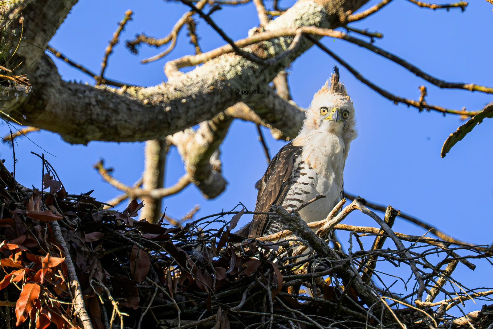 Ornate Hawk-Eagle on the nest