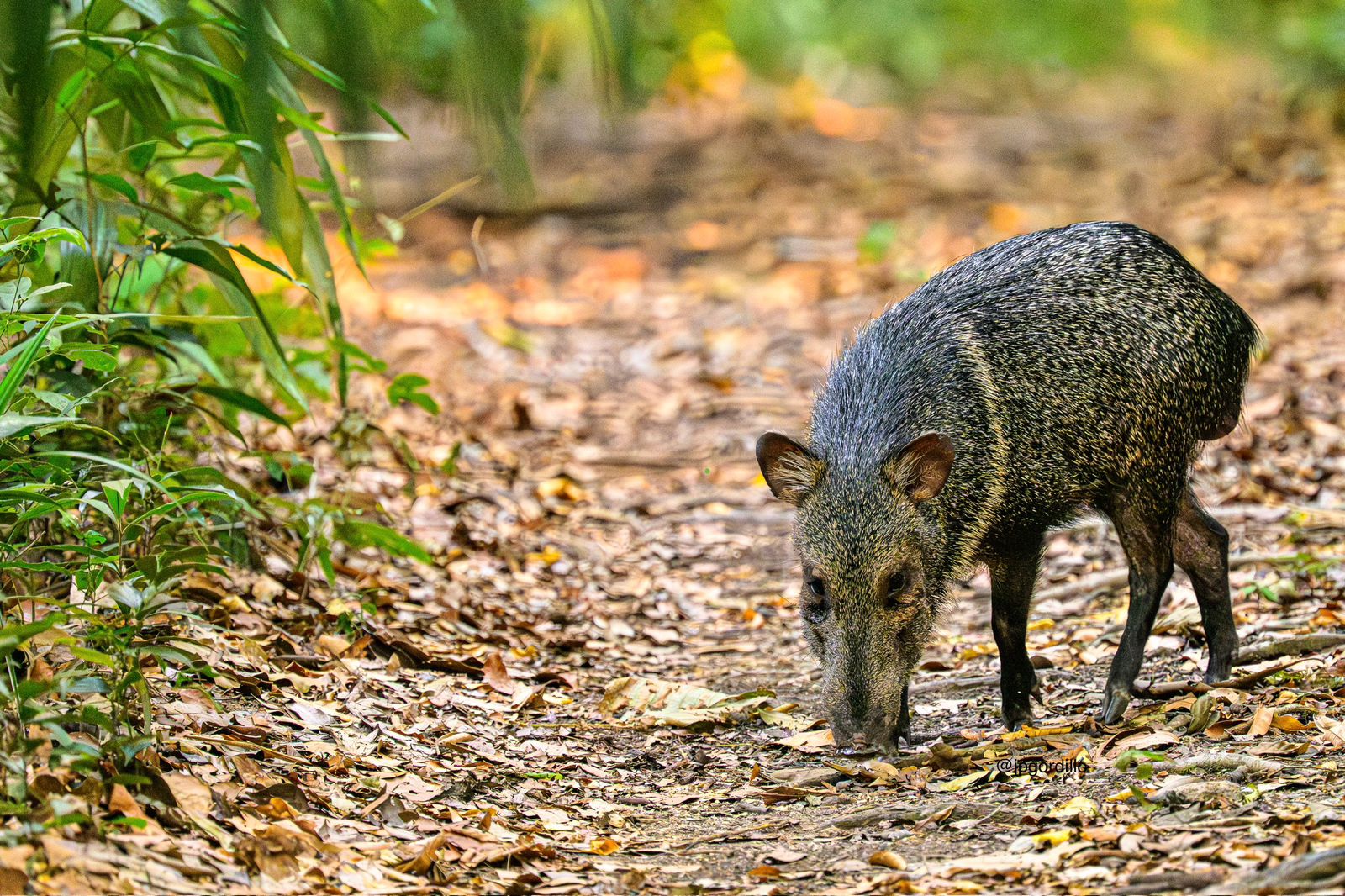 White-lipped peccary